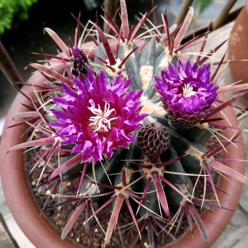 喜欢仙人球小 防辐射开花的还喜欢