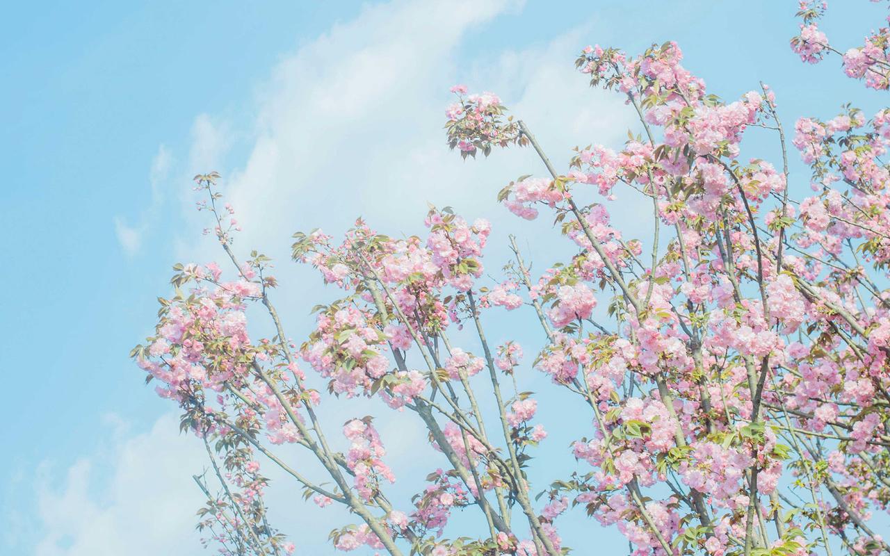 春季樱花唯美高清电脑桌面壁纸图片