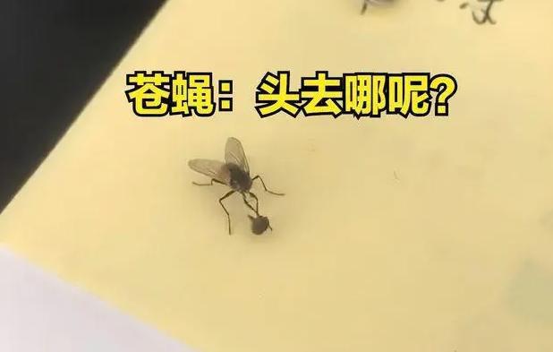 无头苍蝇还能活吗苍蝇竟然把自己的头拧下放在手里把玩