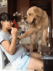 和在面对主人时会有什么样的不同表情呢,下面请看金毛vs哈士奇搞笑