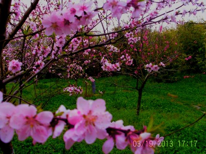桃花依旧笑春风