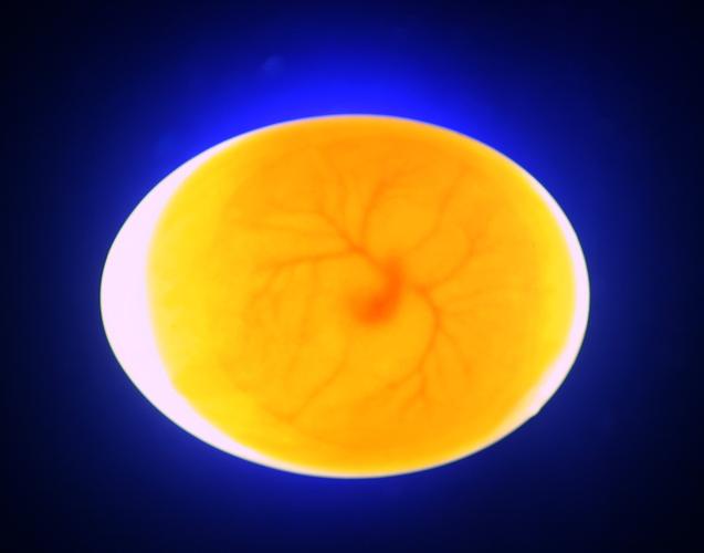 ="/item/卵膜/4446274" data-lemmaid="4446274">卵膜 /a>中动物胚胎