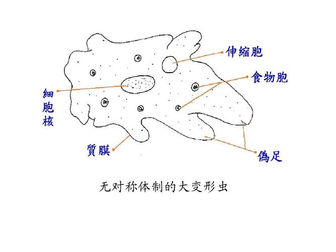 无对称体制的大变形虫