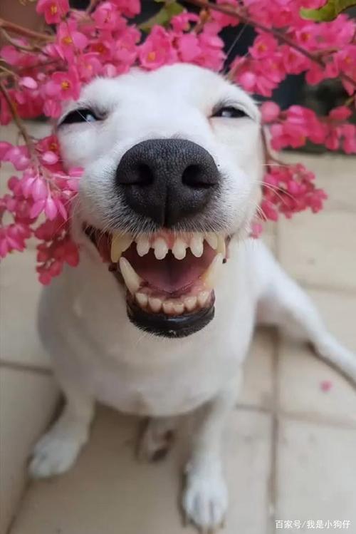 抓拍汪星人搞怪瞬间,爱笑爱漂亮的大白狗,11种表情包