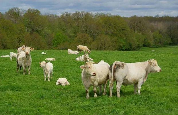 科普常识 | 畜禽养殖环境污染及防治措施分析