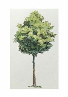 木棉分享# 一组关于各式各样的树木的水彩绘画作品欣赏,来自国人插画