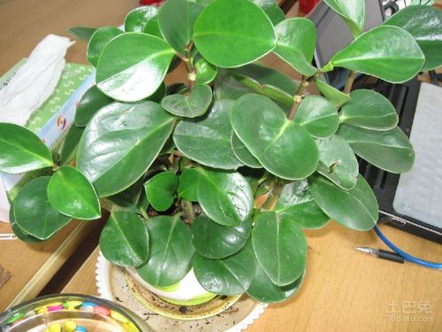 电脑宝贝图片以及电脑宝贝的养殖方法