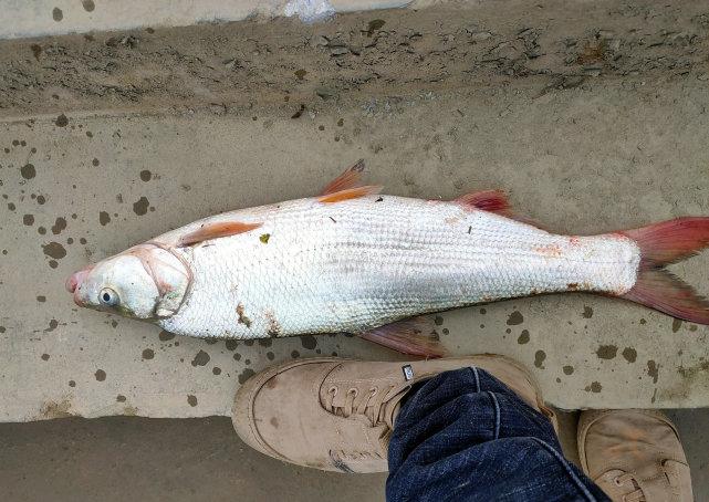 福建钓鱼人水库钓起许多红尾鱼鱼尾一半鲜红一半青黑