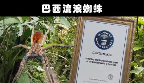 原创细数世界各地存在的10大奇怪的毒蜘蛛
