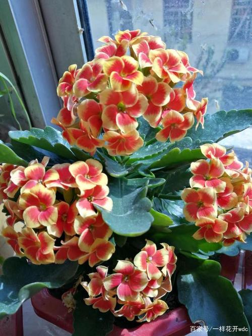 单层长寿花合集之一罗比橙