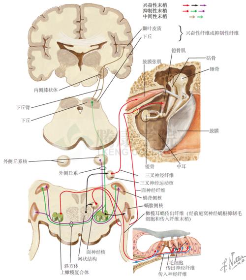 神经解剖学|听觉传出通路