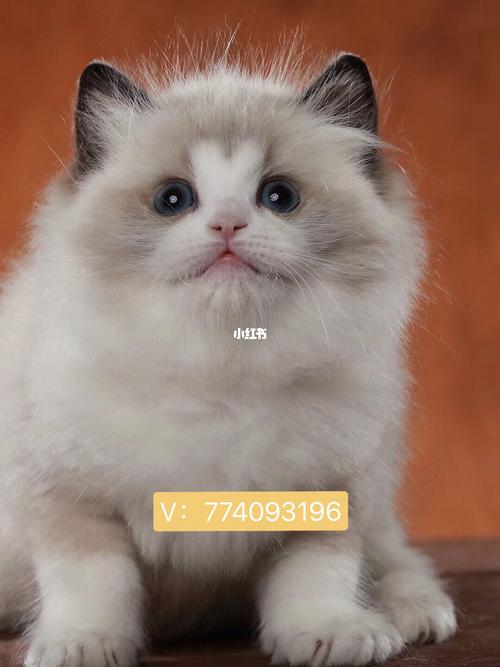 波斯系小浣熊 海双布偶妹妹_宠物_表白_我家宠物好可爱_宠物_宠物其他