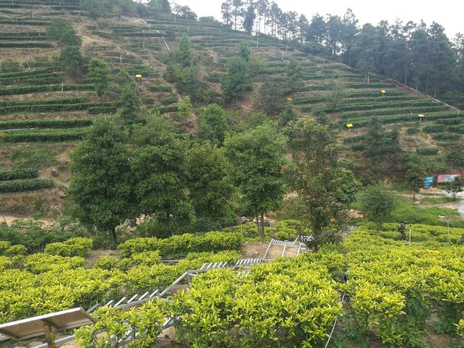 饮马西江 鹤山古劳茶山革命根据地