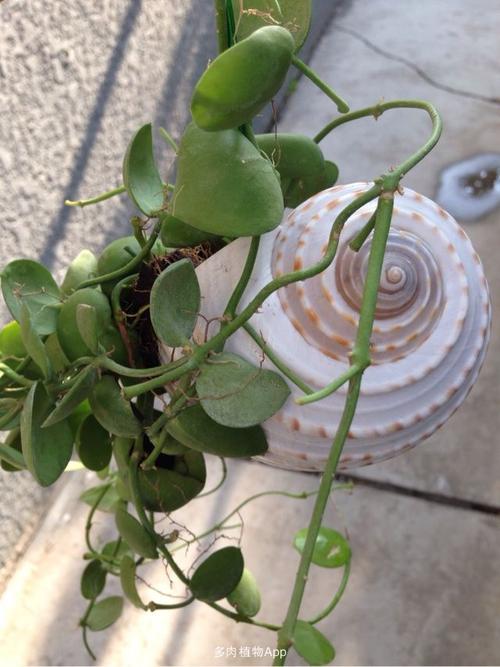 家有鲜肉                  眼树莲