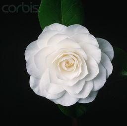 白色山茶花-搜狗图片搜索