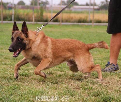 双血进口马犬出售 详情 