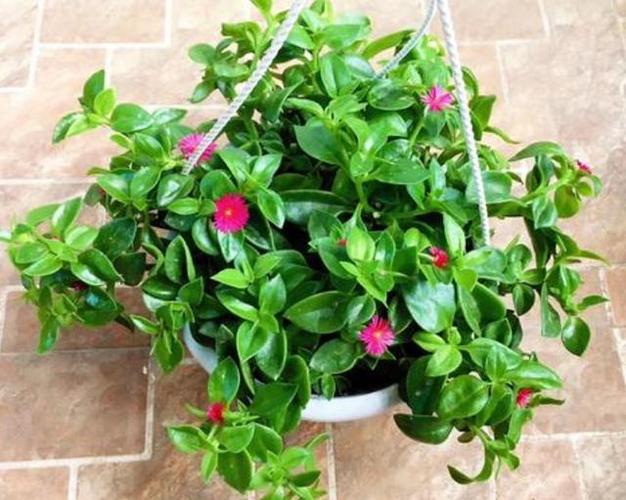 吊兰,植物,园艺,口红花