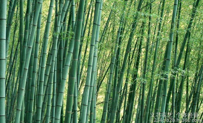 天然竹 北京种植销售中心