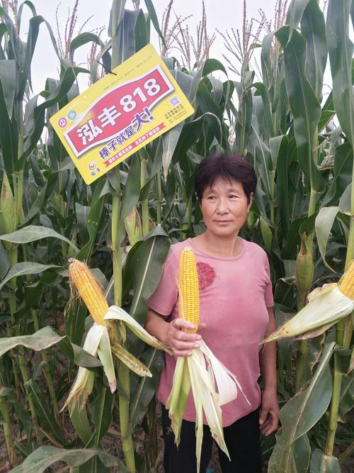 泓丰818玉米种2018年度大田表现