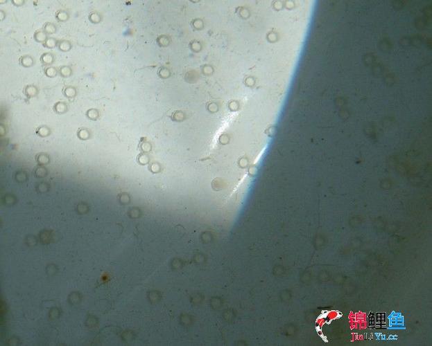 锦鲤鱼卵--受精卵和未受精卵的区分