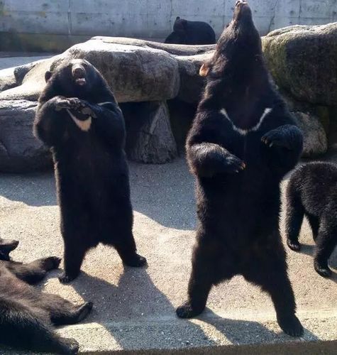 右边的黑熊突然咆哮,把左边的黑熊给吓到了,这反应太