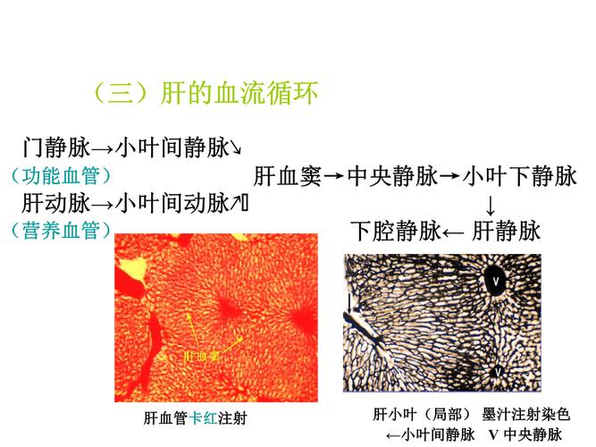 肝的血液循环.ppt 8页