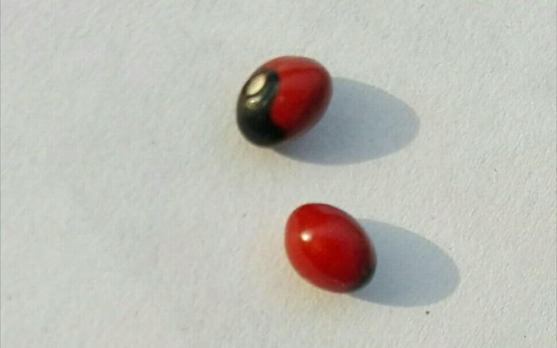 《红豆的故事》作者:西邛