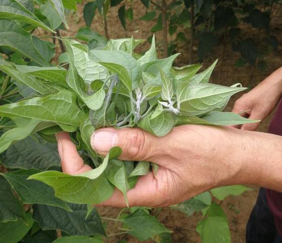 伏牛山特产山芝麻叶河南特产野生农家干菜干货脱水蔬菜芝麻叶面条