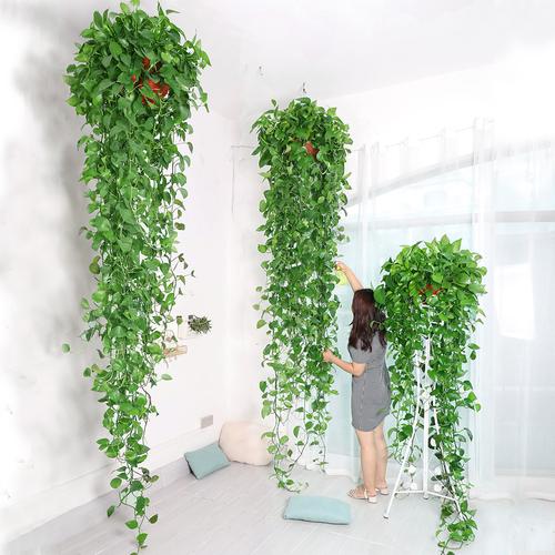 大盆绿萝长藤款垂吊植物爬墙绿植长藤吊兰水培绿萝盆栽室内吸甲醛