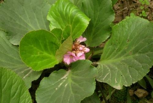 岩白菜的功效与作用