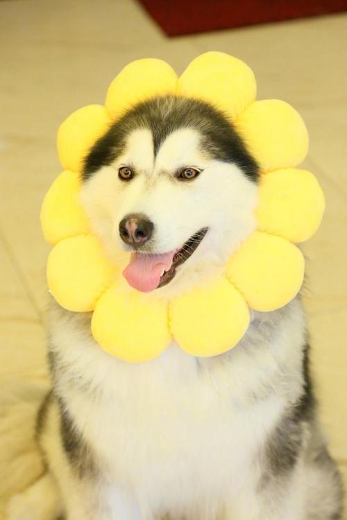如花般的二哈,狗中表情帝不得不加上像花一样