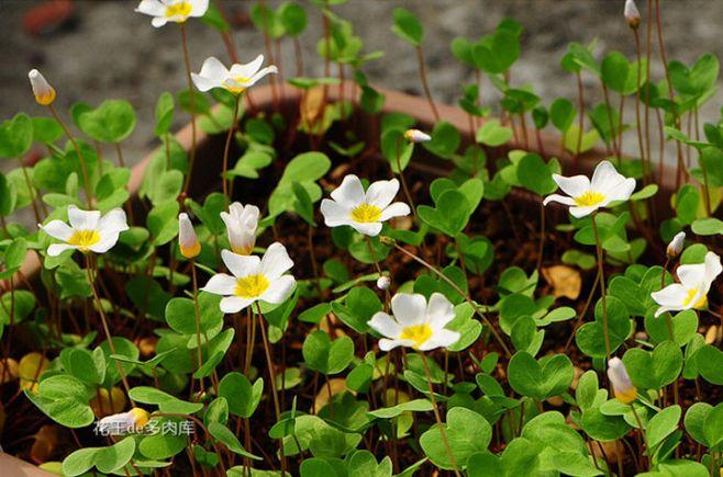 生活百科 酢浆草