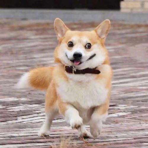 像不像你家的狗子 狗狗头像