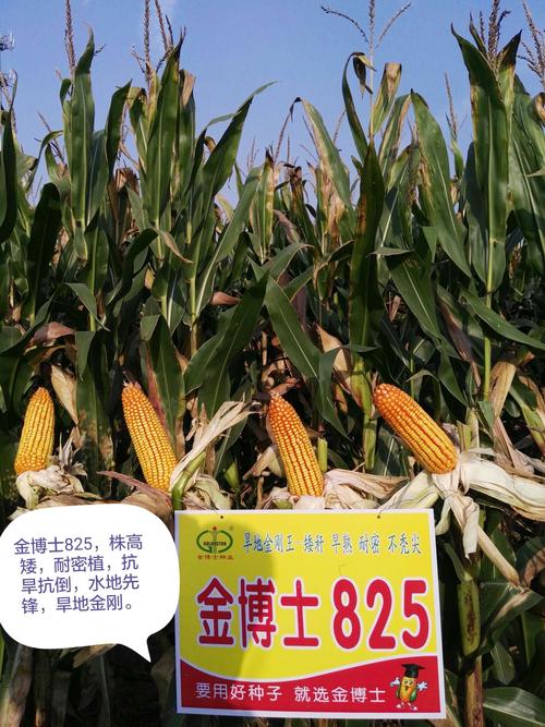 2019年国审金博士825,新一代矮早密机收革命品种.