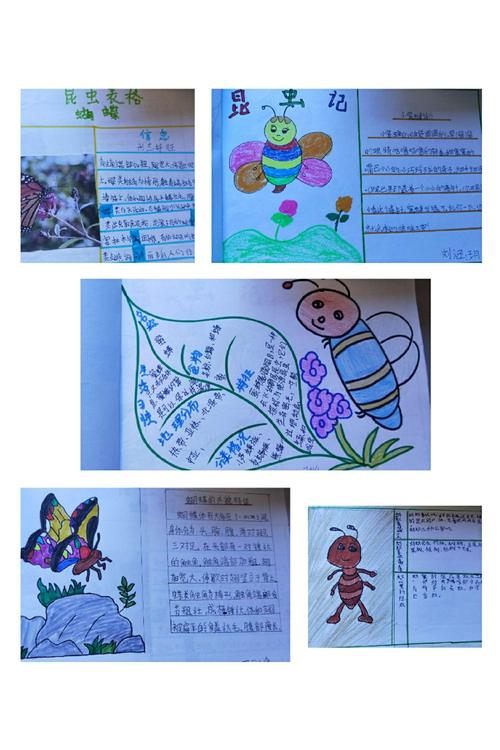 我创新,我快乐——三年级二班语文特色作业展示