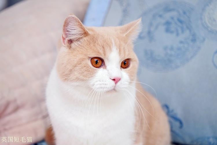 种公1号-黄胖胖-英国短毛猫-乳白