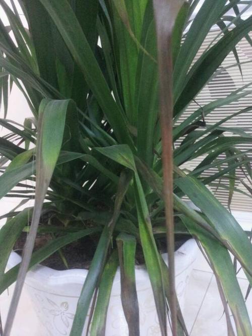 龙须兰叶子都枯萎了,怎么办?