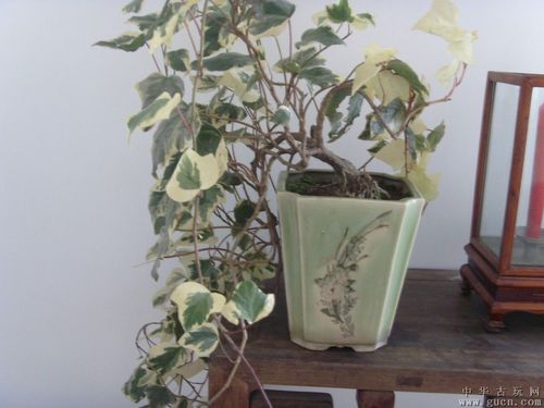常青藤和醴陵花盆