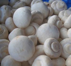 新鲜白蘑菇 2500g白菇 小白菇 白菌菇 白蘑