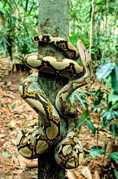 和最重蟒蛇森蚺齐名.