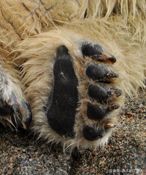 下图是一头白化棕熊. 另一个相当明显的区别就是它们的爪子.