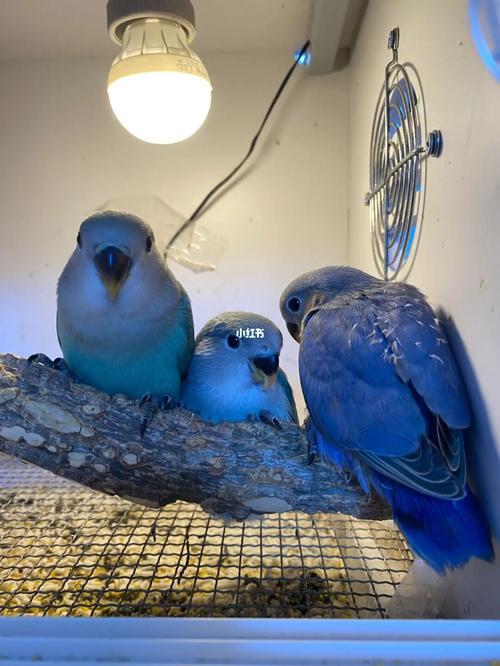 牡丹鹦鹉_鹦鹉_牡丹_牡丹鹦鹉_宠物_宠物其他