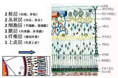 【郭海科 眼科继教】视网膜及视路解剖示意图