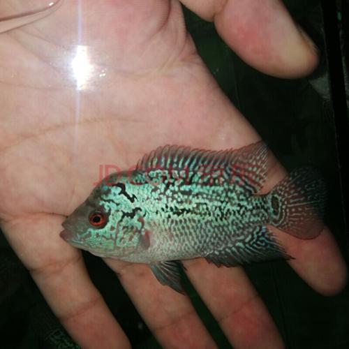 【京东推荐】马骝罗汉鱼起头小亚成活体观赏鱼热带鱼精品起头小压成