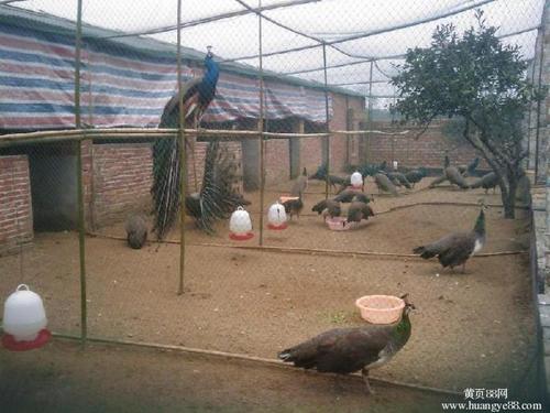 山东亿佳孔雀养殖场