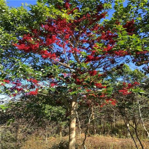 冬青树适合什么时候种植