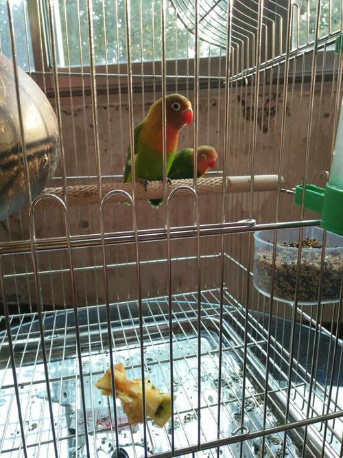 请问懂牡丹鹦鹉的行家,帮我看看,这对鸟是骡子吗?它们