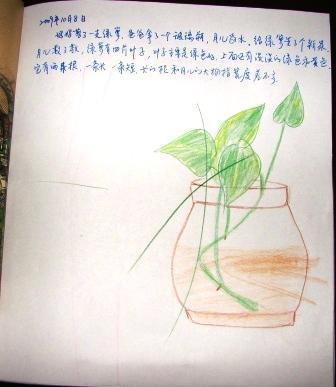 绿萝生长日记手抄报 西游记手抄报