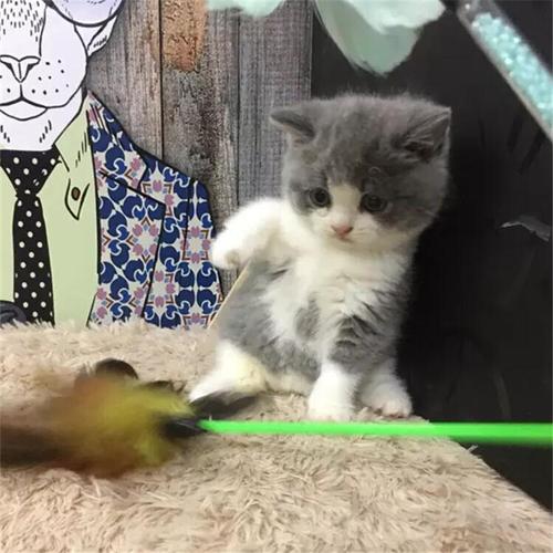 大脸蓝猫宝宝找新家