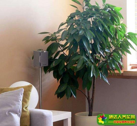 平安树摆放什么位置好 平安树摆放风水禁忌最佳位置在这里